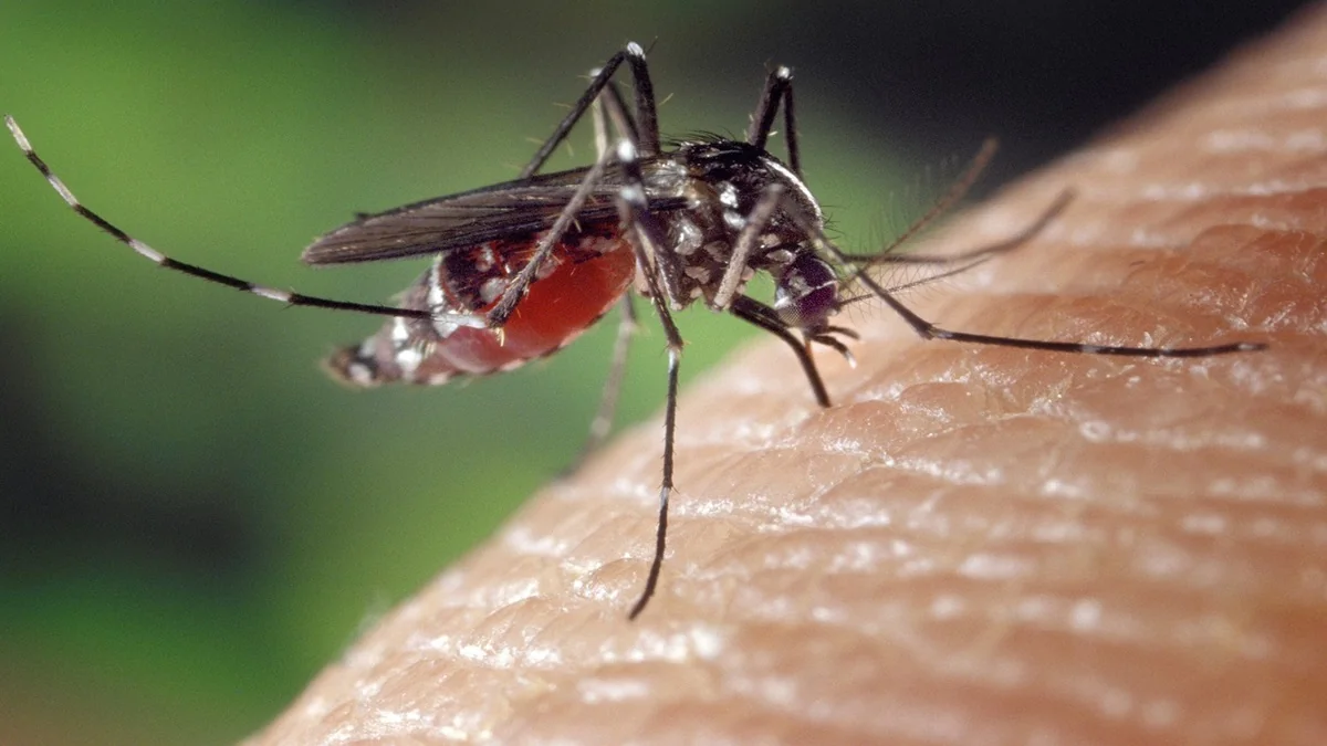 Ilustrasi Plh. Sekda Seruyan, Bahrun Abbas, menegaskan pentingnya kewaspadaan terhadap malaria dan DBD meski angka kasus DBD menurun drastis.