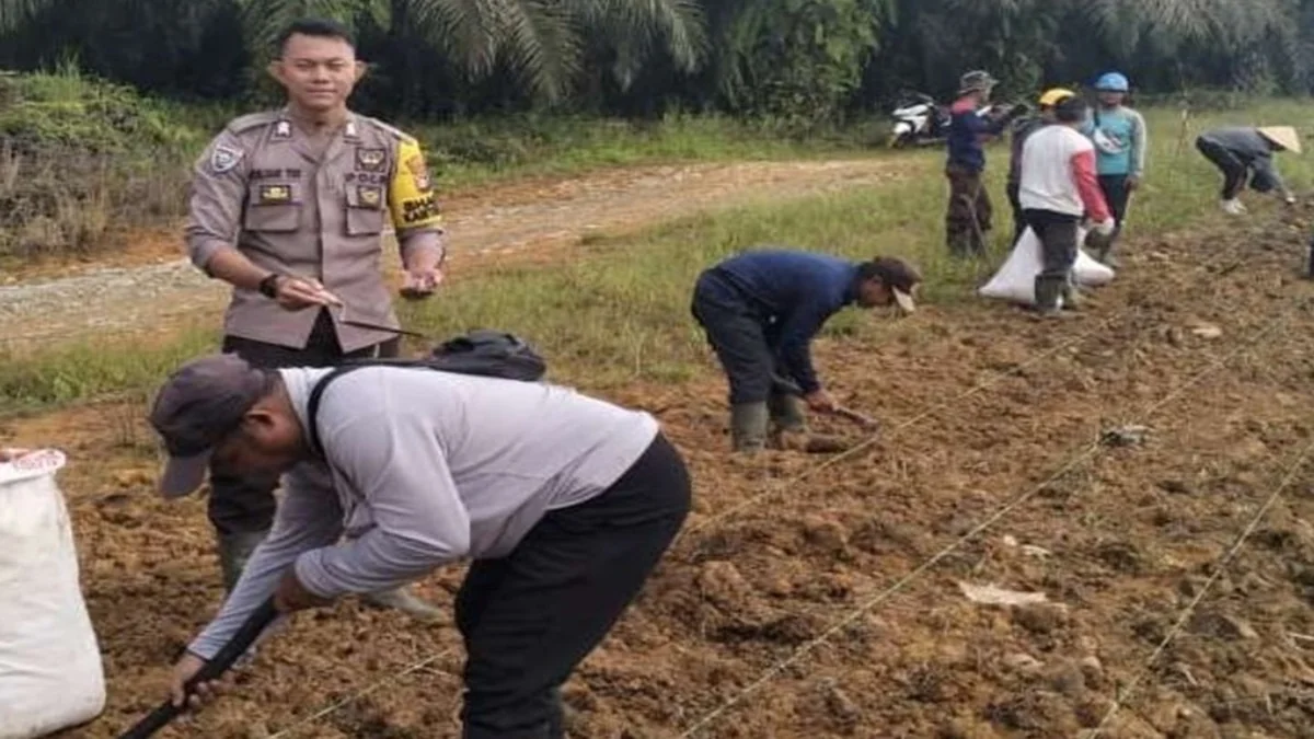 Pemdes Kelompu Kecamatan Kembayan menggarap lahan jagung seluas 1 hektare untuk mendukung program mandatori Bupati Sanggau Yohanes Ontot. Kegiatan ini melibatkan masyarakat, PTPN IV, dan aparat kepolisian setempat.