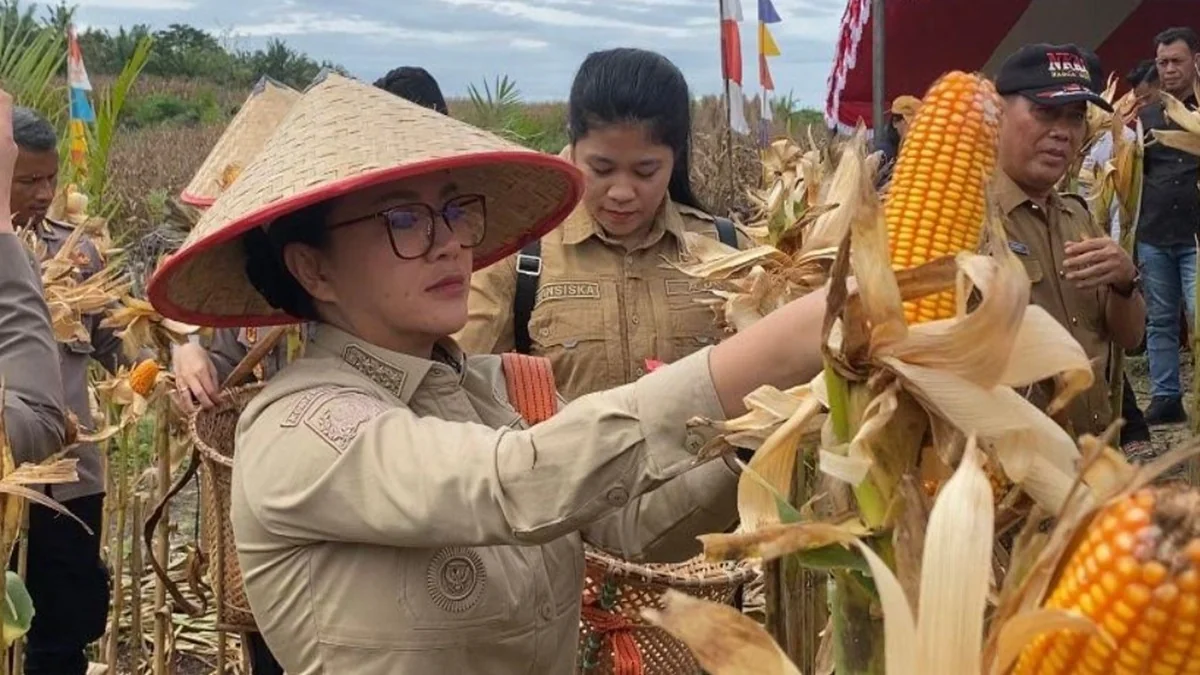 Bupati Landak, Karolin Margret Natasa, panen perdana jagung di lahan kritis dengan produktivitas hingga 6 ton per hektar, lebih tinggi dari rata-rata nasional.
