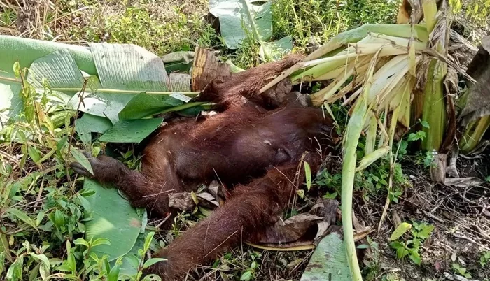 Orang Utan
