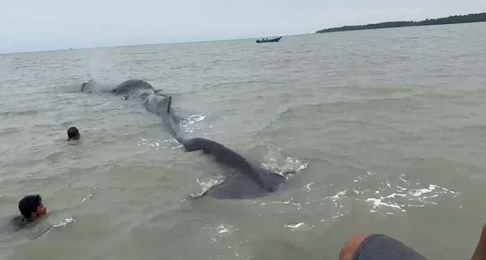 Paus sperma terdampar di Balikpapan, tim penyelamat bekerja keras untuk membawanya kembali ke laut. (Foto: RRI/Hery Saputro).