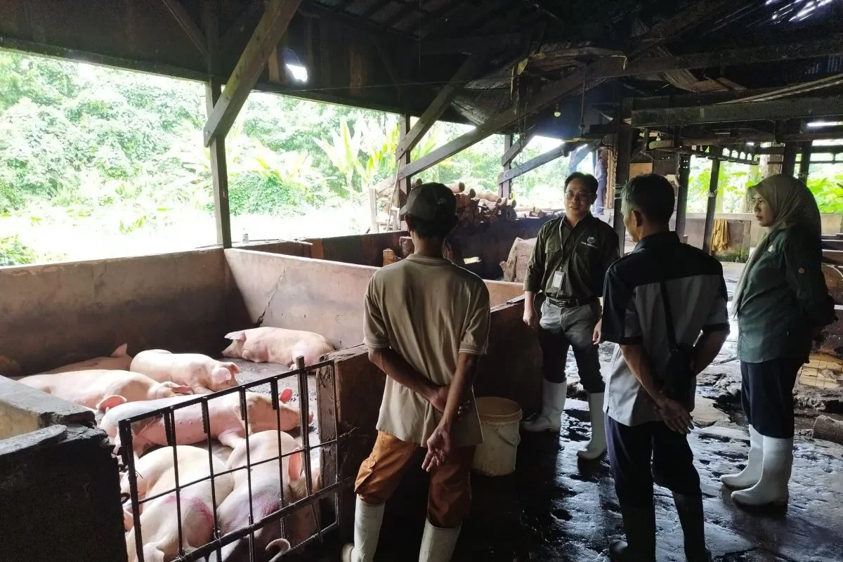 Kadisbunnak Kalbar saat meninjau Rumah Potong Hewan (RPH) babi di Singkawang, Kalbar. (ANTARA)