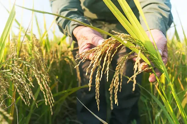 Lahan sawah (Int).