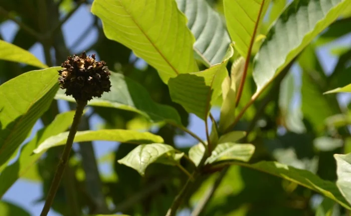 Kratom (Mitragyna speciosa)