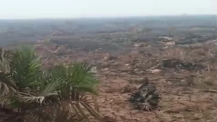 TERBAKAR - Kondisi kebun PT Nova Anugerah Abadi usai mengalami kebakaran lahan.
