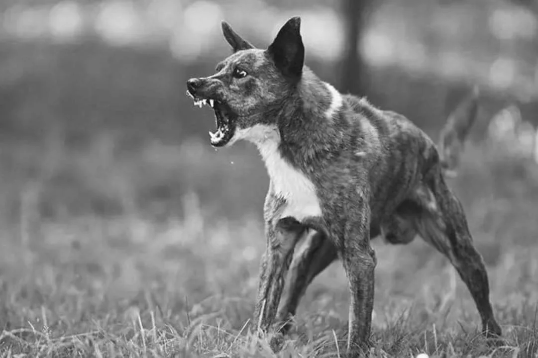 Waspada Rabies di Sekadau: Tiga Warga Nanga Taman Digigit Anjing Liar, Petugas Gabungan Bertindak Cepat. (FOTO ILUSTRASI: ISTIMEWA)