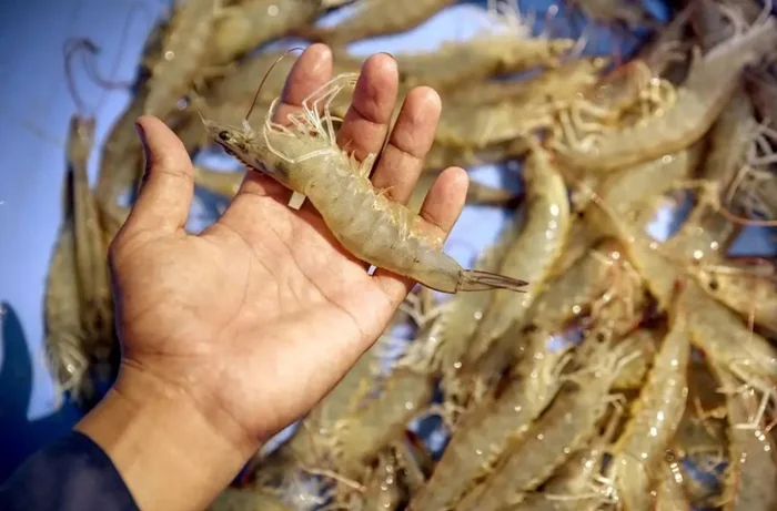 Produksi Udang (Ilustrasi).