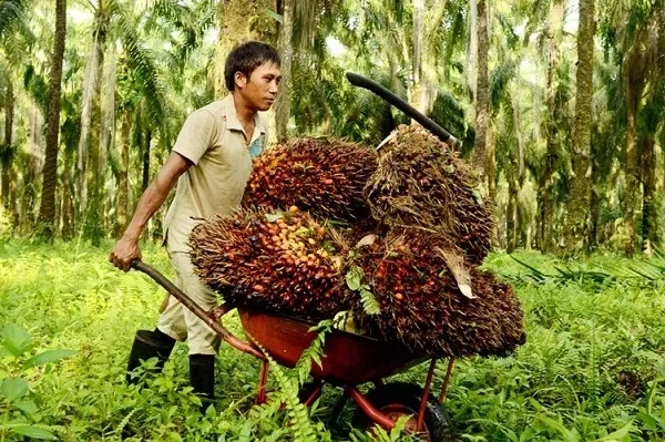 Pekerja Kebun Sawit (Ist).