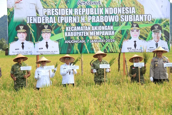 TANAM PADI - Wakil Gubernur Kalimantan Barat Krisantus Kurniawan saat hadiri panen padi Nasional di Kabupaten Mempawah.