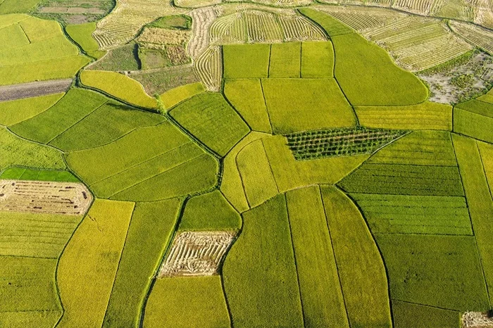 Areal Persawahan (Pixabay).