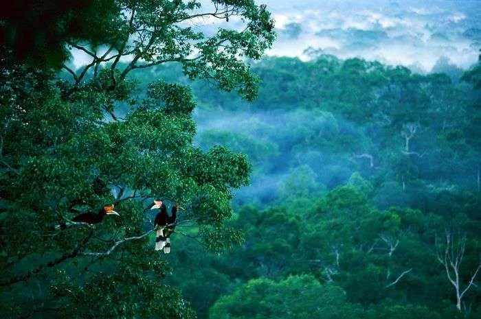 Hutan Hujan di Kalimantan. (int)