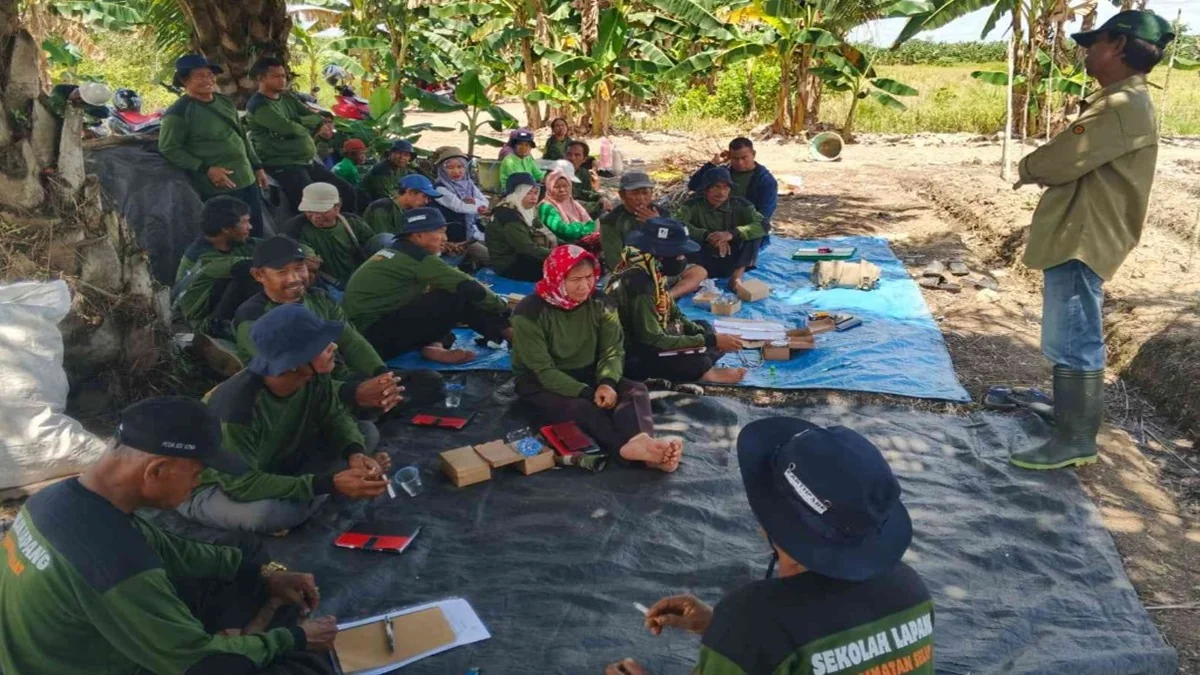 Petani cabai di Kapuas ikuti Sekolah Lapang Pengendalian Hama Terpadu tingkatkan keterampilan budidaya cabai sekaligus pengendalian hama. Foto: MMCKalteng