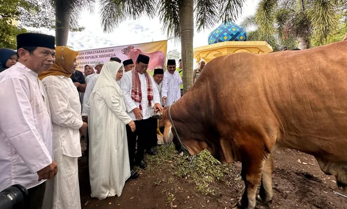 Sapi