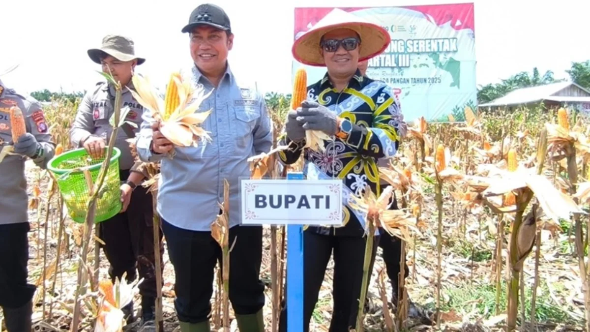 Bupati Pulang Pisau apresiasi panen raya jagung serentak yang digelar Polda di seluruh Indonesia. Foto: MMCKalteng