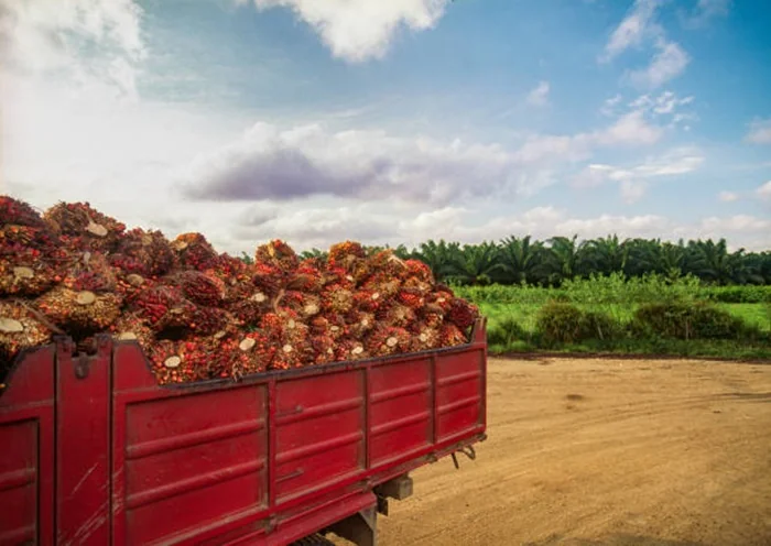 African palm fruits in a dump truck, Venezuela