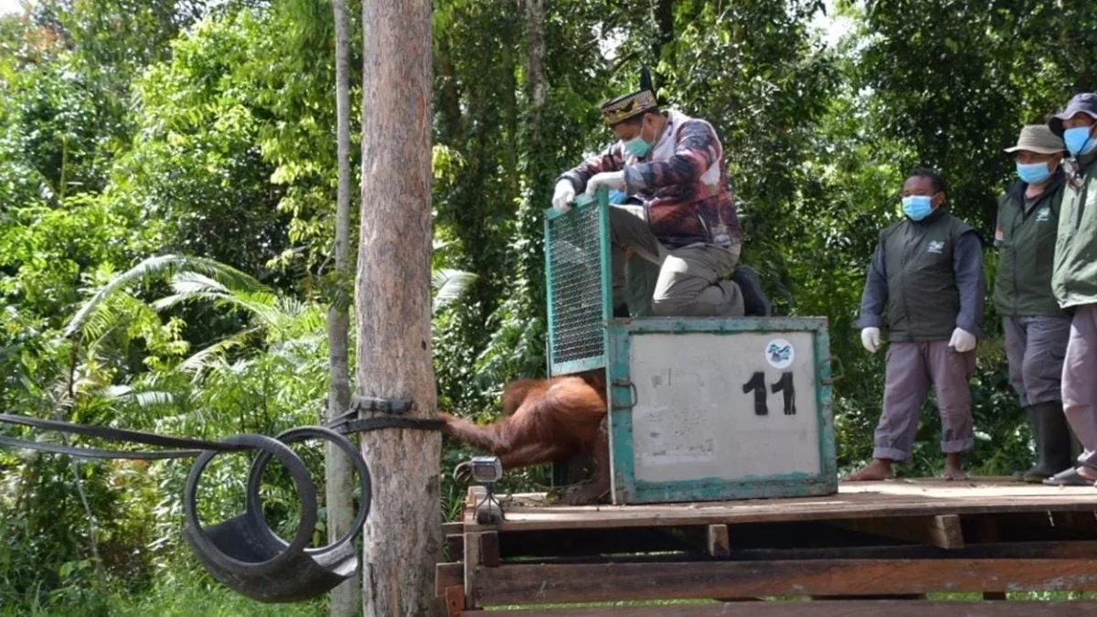 Pemerintah Provinsi Kalimantan Tengah menegaskan komitmennya dalam menjaga kelestarian orangutan Kalimantan. Foto: MMCKalteng