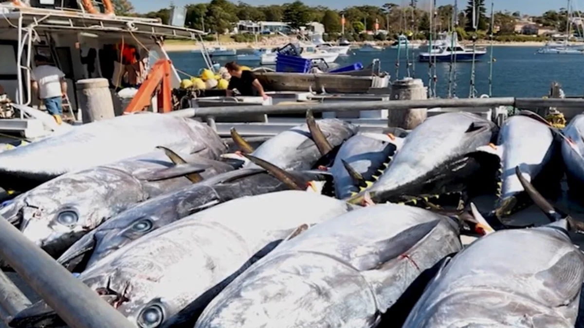 Menteri KKP Sakti Wahyu Trenggono mendesak revisi sistem alokasi kuota Tuna Sirip Biru Selatan agar lebih adil bagi negara berkembang. Indonesia meminta kenaikan kuota dari 1.366 ton menjadi 3.000 ton.
