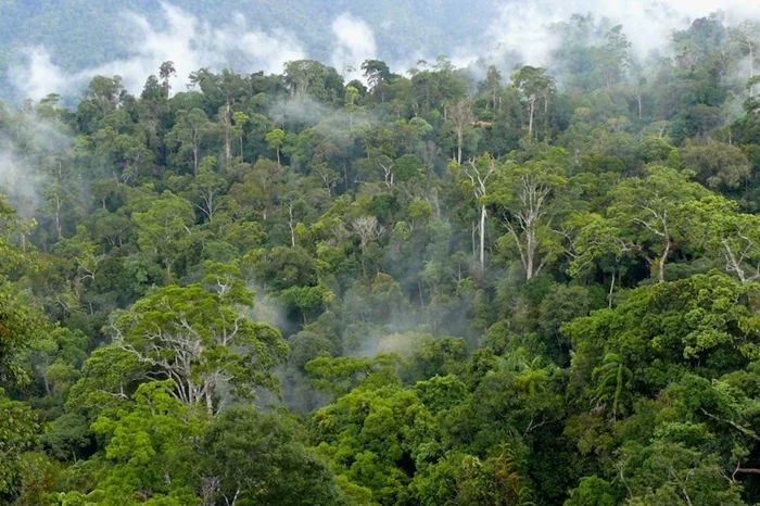 Ilustrasi Hutan