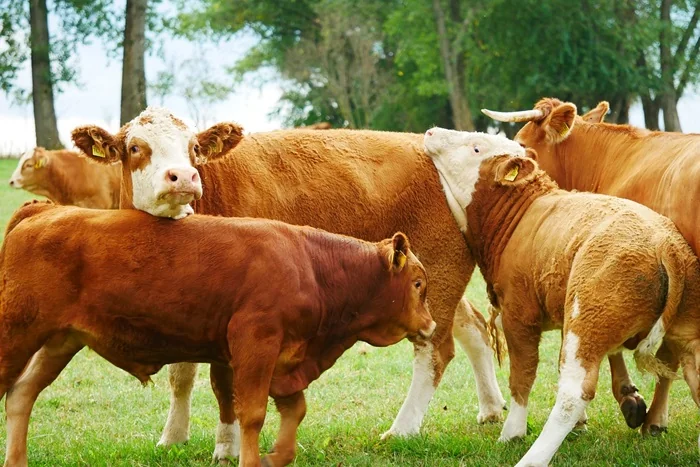 Hewan Sapi (Foto: Pixabay).