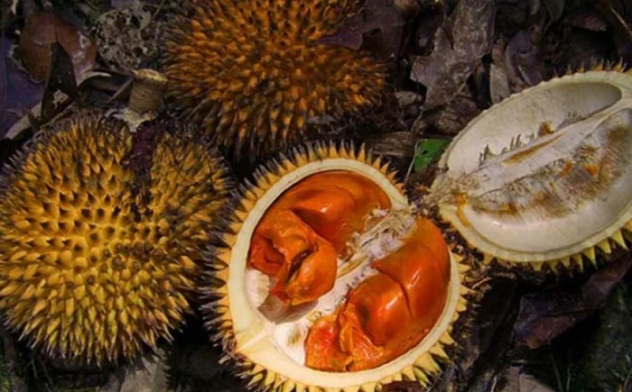 Buah Lai, bahasa latinnya Durio Kutejensis (Foto: Int).