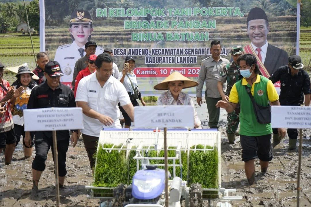 Lampaui Target 154 Persen, Landak Raih Capaian Luas Tambah Tanam Padi Tertinggi di Kalbar. (FOTO: DOK. PEMKAB LANDAK)