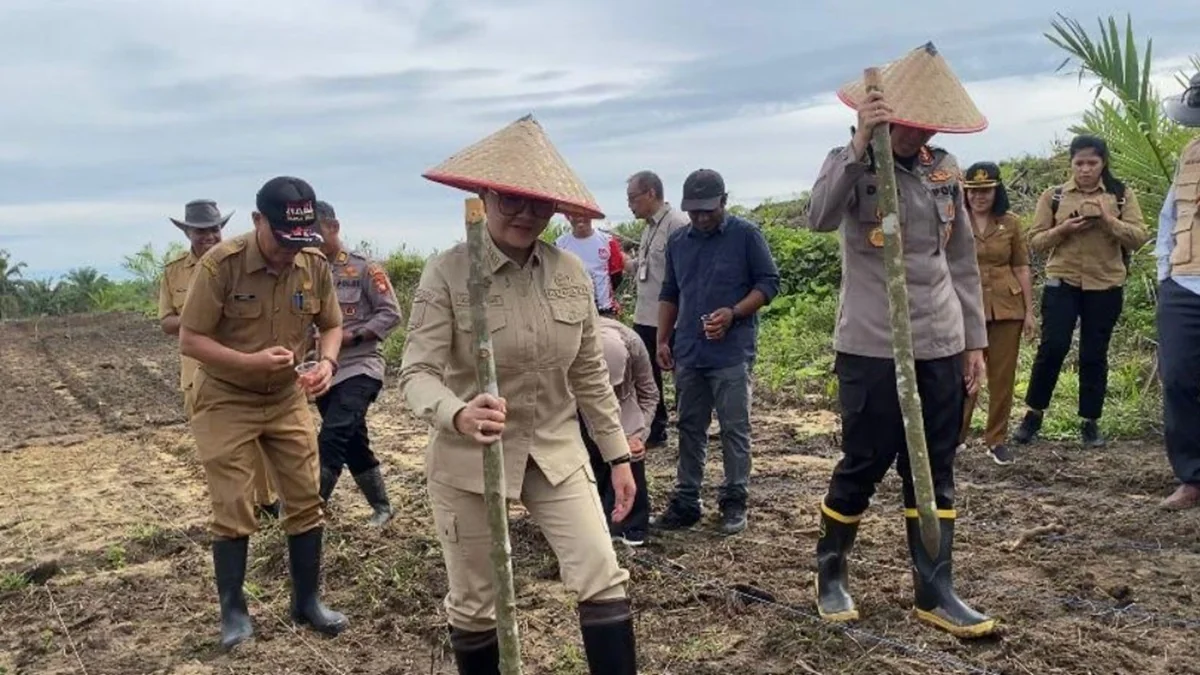 Pemkab Landak menargetkan penambahan 15 hektar lahan baru melalui dukungan kredit pertanian mencapai ratusan juta rupiah.
