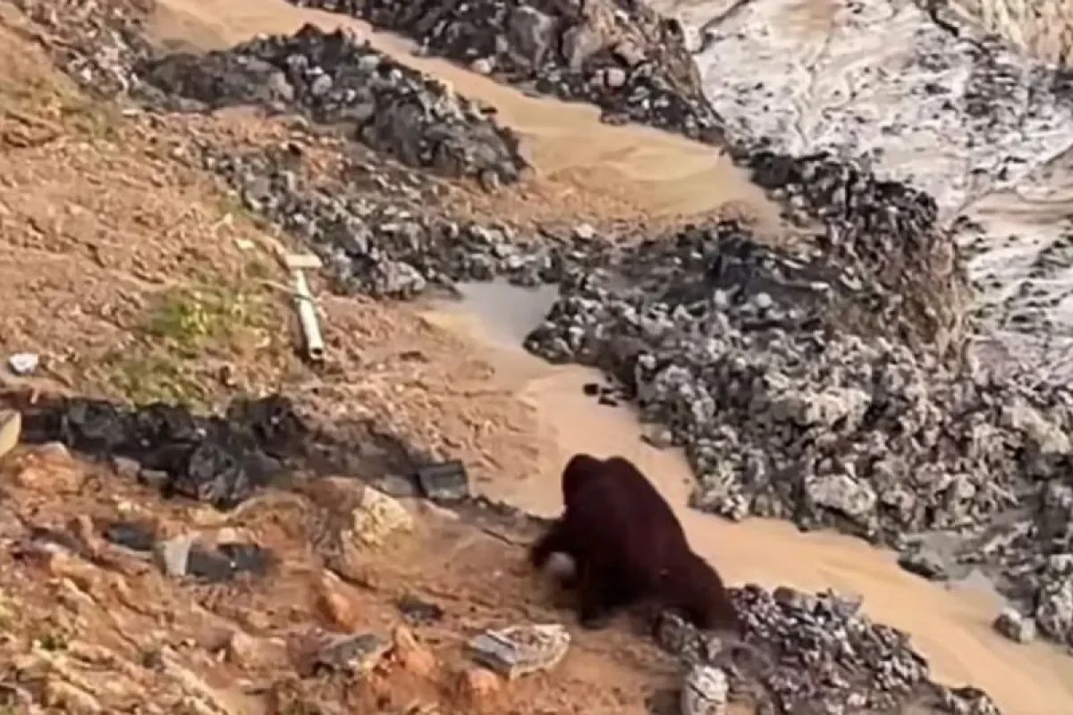 Tangkapan layar saat memperlihatkan rekaman video orangutan yang melewati area pertambangan. Doc. : ANTARA (int)