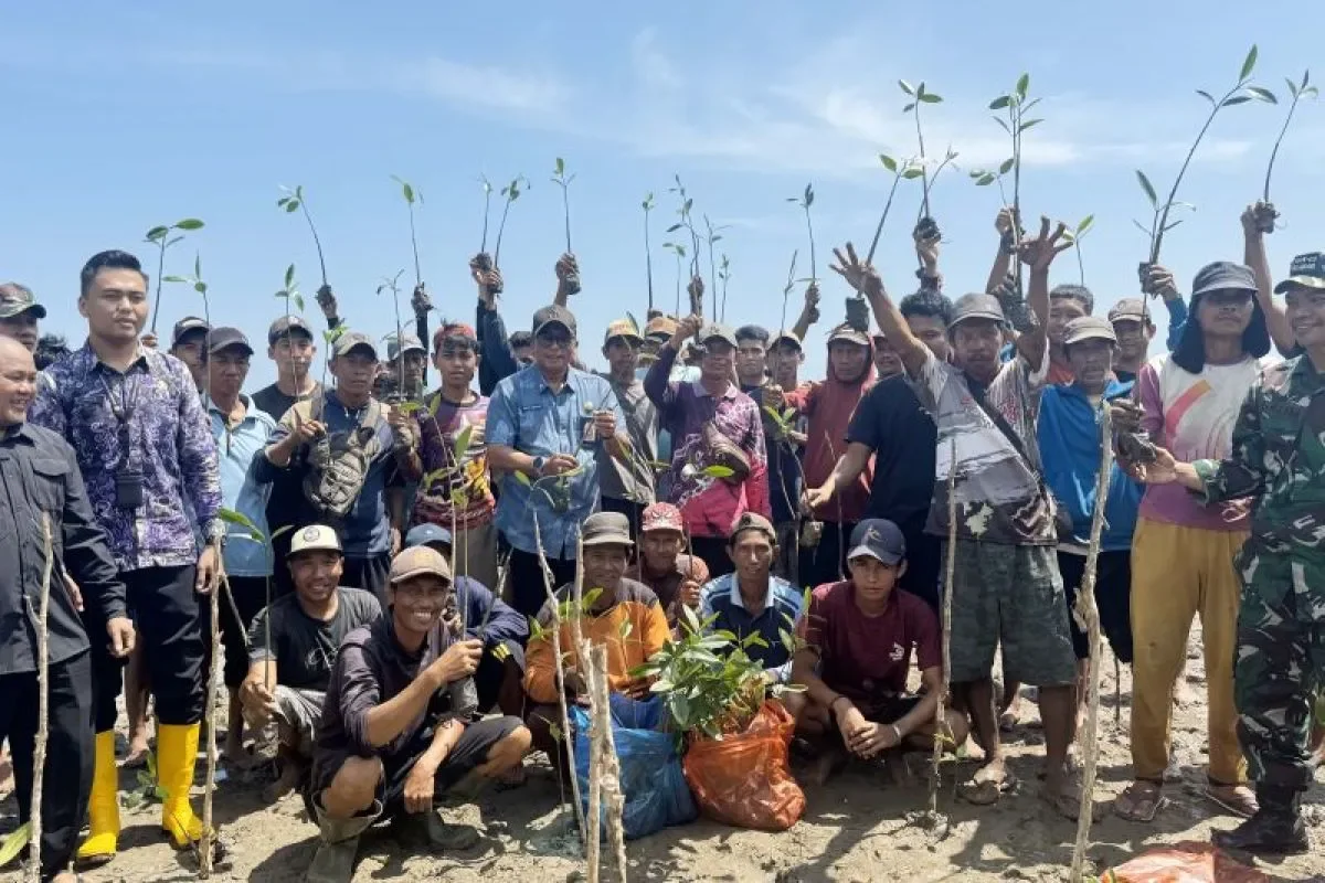 Istimewa - Dislautkan Kalsel tanam 113 ribu mangrove pulihkan ekosistem pesisir