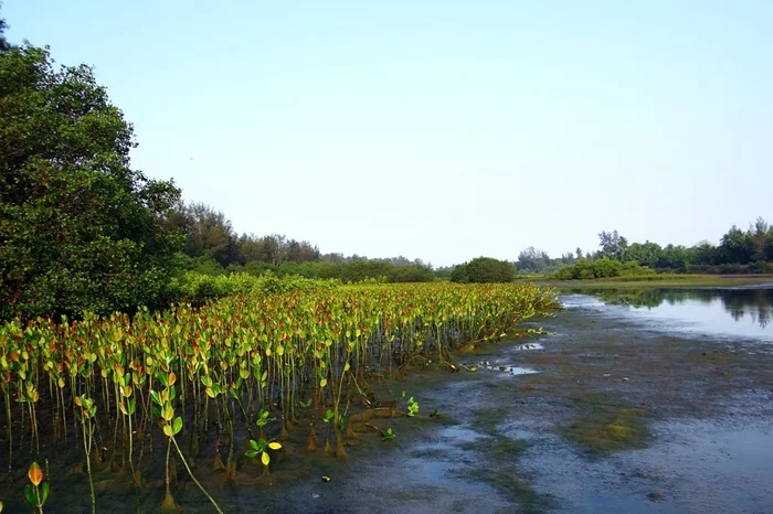 Mangrove (Ilustrasi)