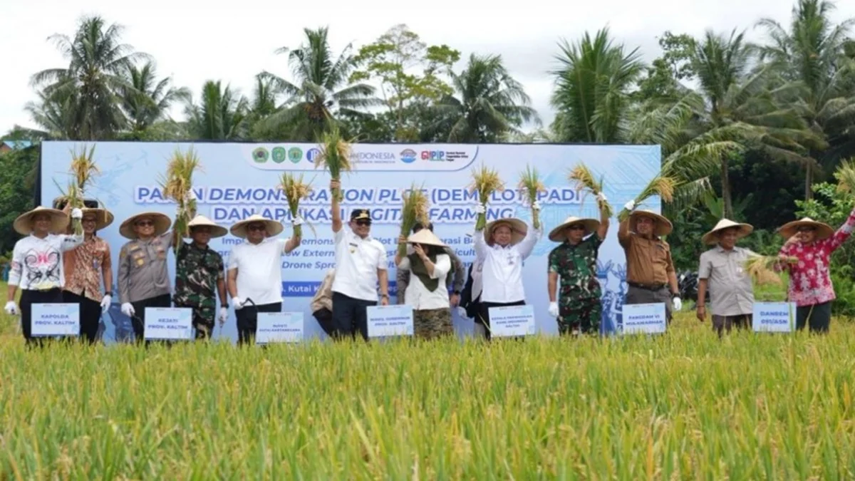 Wagub Kaltim Seno Aji dorong swasembada beras lewat penerapan bio invigorasi benih, sistem LEISA, dan teknologi drone pertanian dengan hasil panen demplot padi di Kukar capai 6,2 ton per hektare. Foto: adpimprovkaltim